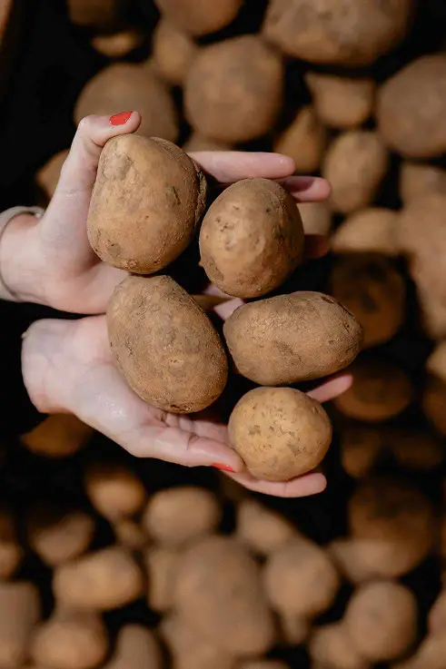 Photos de pemme de terre